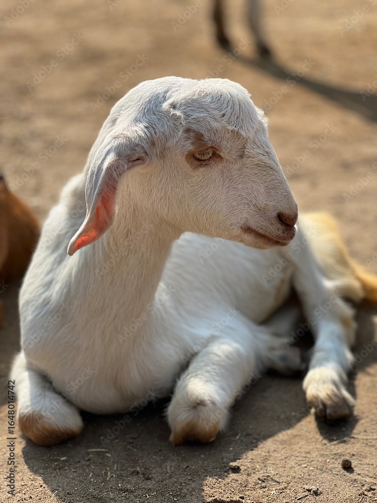 Fototapeta premium A white young goat resting peacefully in a rural outdoor setting, with a soft focus background