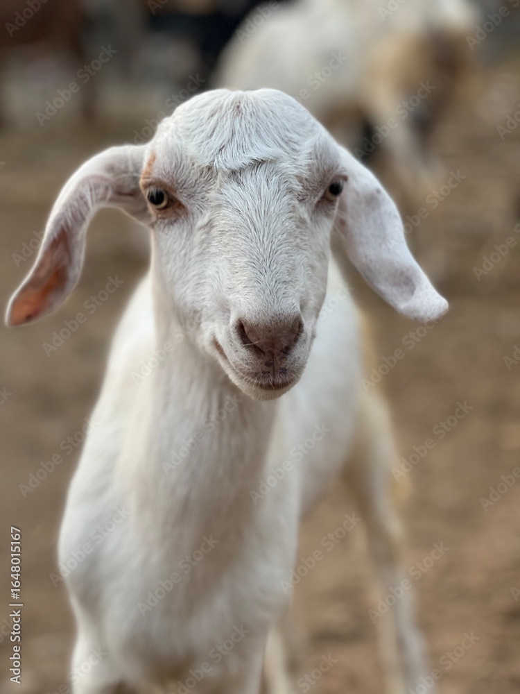 Obraz premium A young white goat kid with large ears looks directly at the camera on a farm
