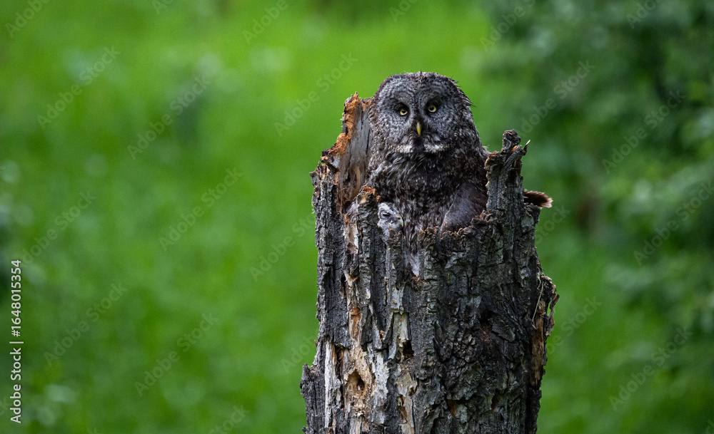 Obraz premium Great grey owl family in the spring
