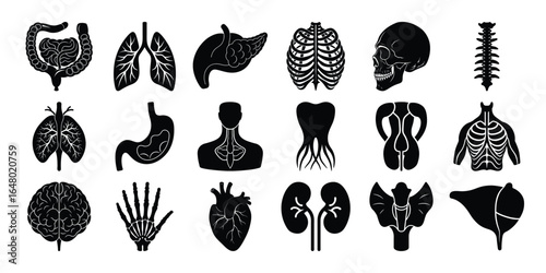 Vector illustration set of human organ and anatomy icons including heart lungs brain liver kidneys stomach intestines eyes ears skeleton muscles and other internal body parts for medical and biology.