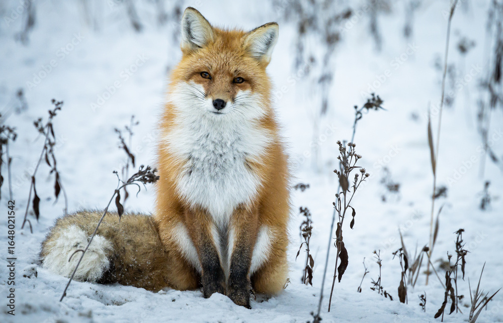 Fototapeta premium Red fox in the winter in the Canadian Rockies
