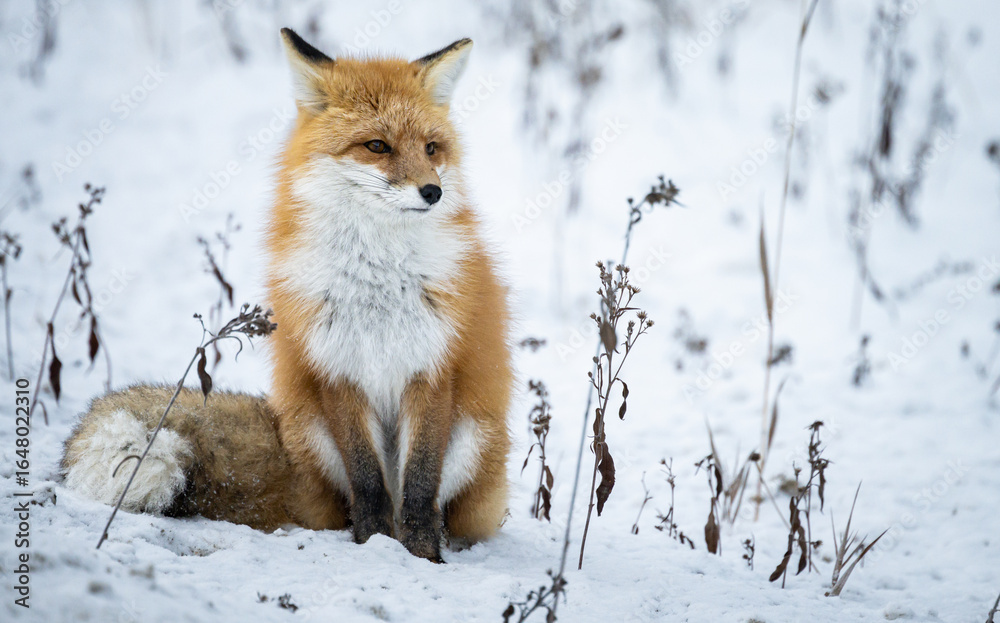 Obraz premium Red fox in the winter in the Canadian Rockies