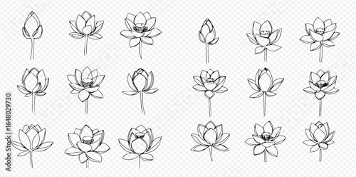 A collection of hand-drawn lotus flower sketches showing various stages of blooming, from bud to full blossom, on a transparent background.