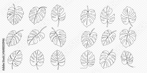 A collection of hand-drawn Monstera deliciosa leaves in a minimalist line art style.