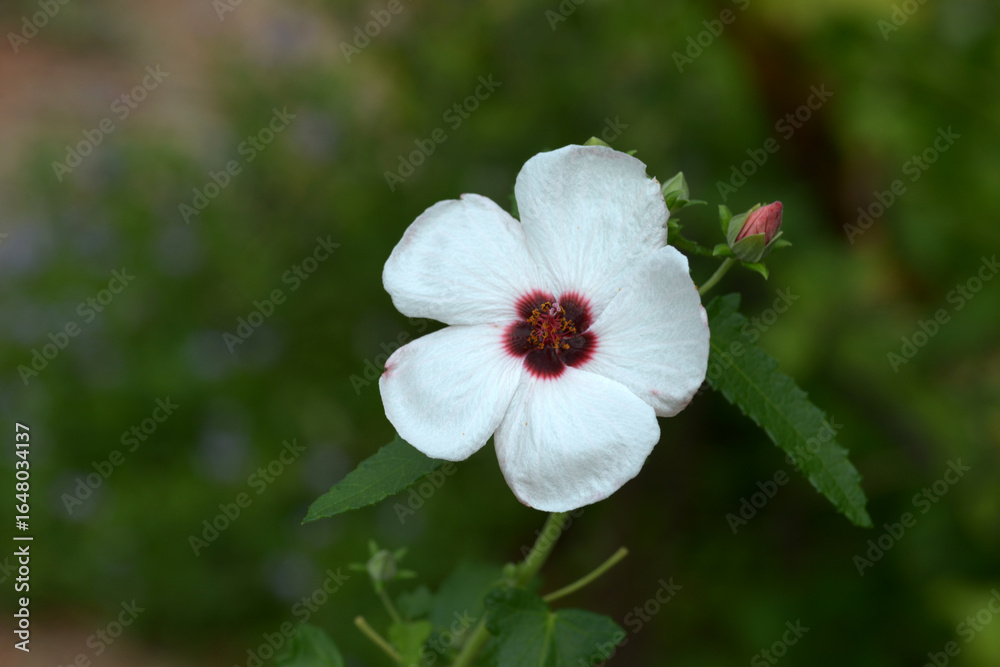 Obraz premium タカサゴフヨウ