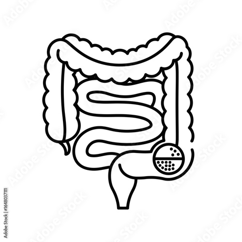 Line art illustration of the human intestine and colon, representing the digestive system and gastrointestinal tract, isolated on white background