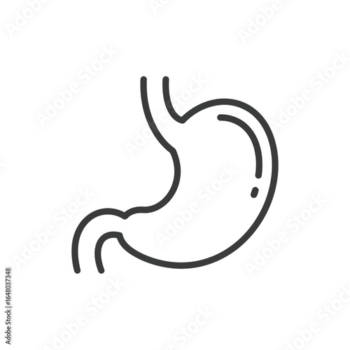 Simple line drawing of the human stomach, an important organ of the digestive system, isolated on a white background