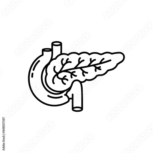 Pancreas and duodenum anatomy illustration, isolated on white background