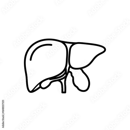 Human liver anatomy illustration, a medical organ isolated on white background