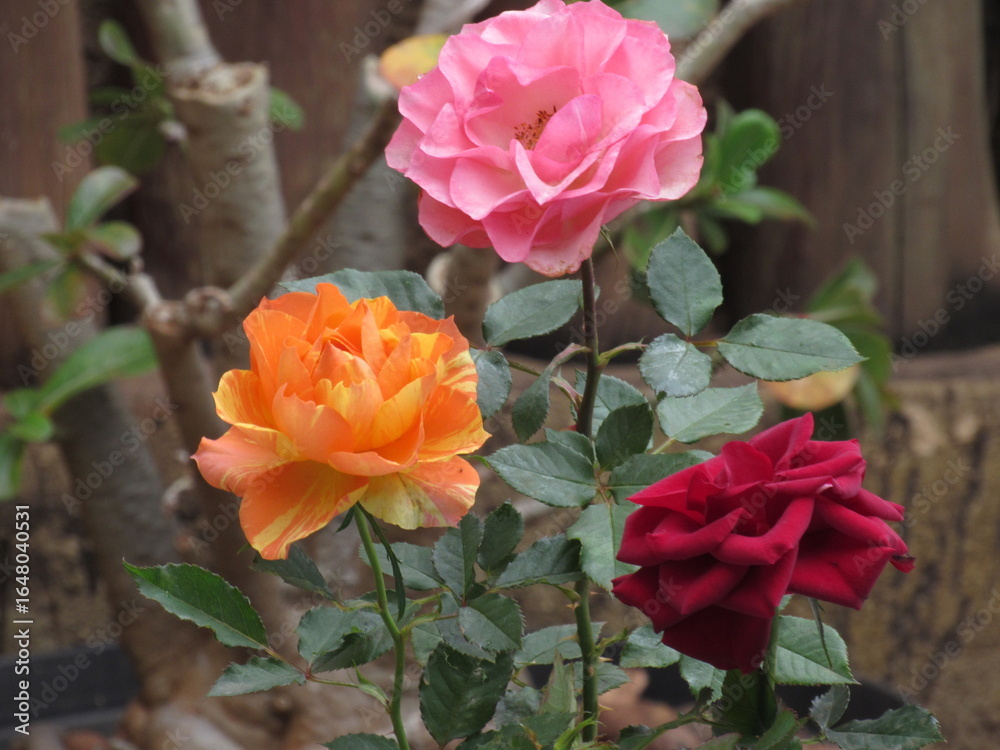A beleza das rosas. A beleza das rosas.