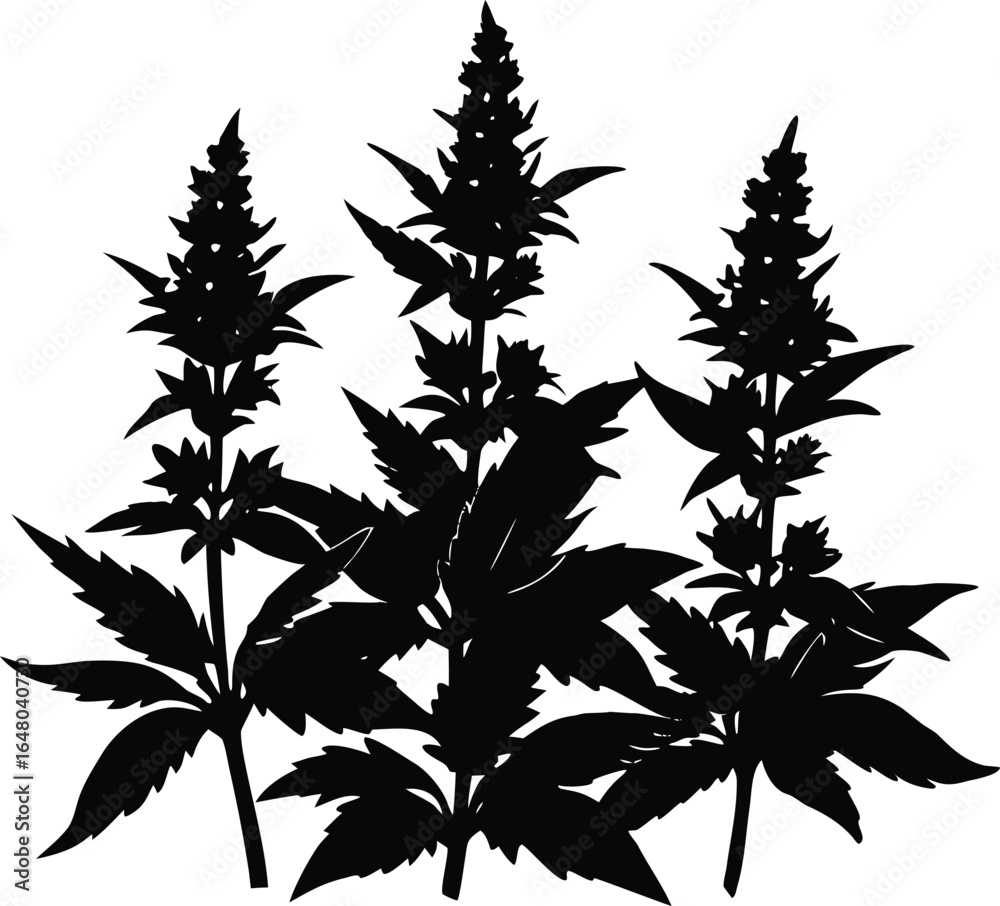 Fototapeta premium Salvia Spikes In Bloom Silhouette | Purple Salvia Flowers Silhouette