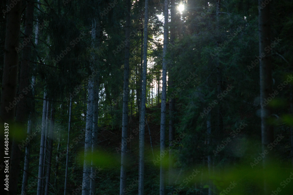 Obraz premium The sun's rays shine through a dark forest, creating a beautiful and peaceful scene in nature.