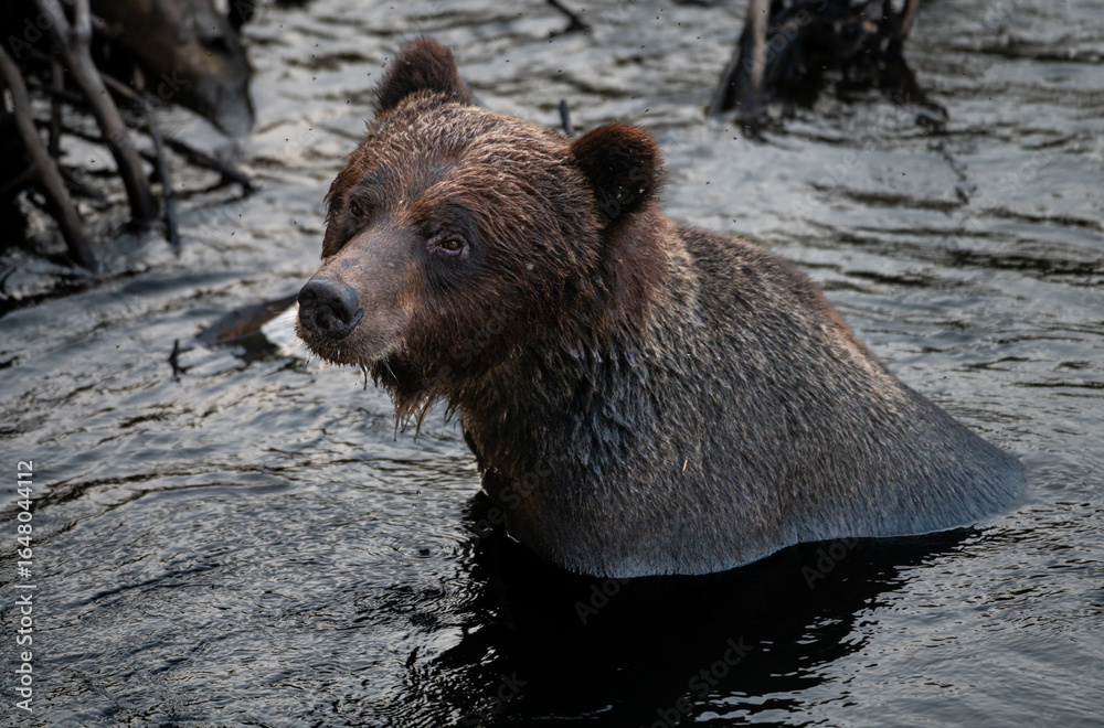 Fototapeta premium Grizzly bear on the coast of British Columbia