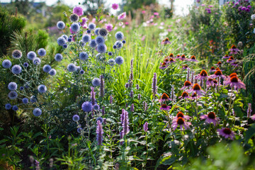 Blue echinops blooming by echinacea and agastache in summer garden. Globe thistle flowers by pennisetum ornamental grass