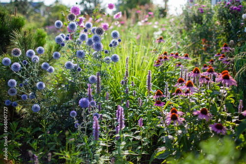 Fototapeta Naklejka Na Ścianę i Meble -  Blue echinops blooming by echinacea and agastache in summer garden. Globe thistle flowers by pennisetum ornamental grass