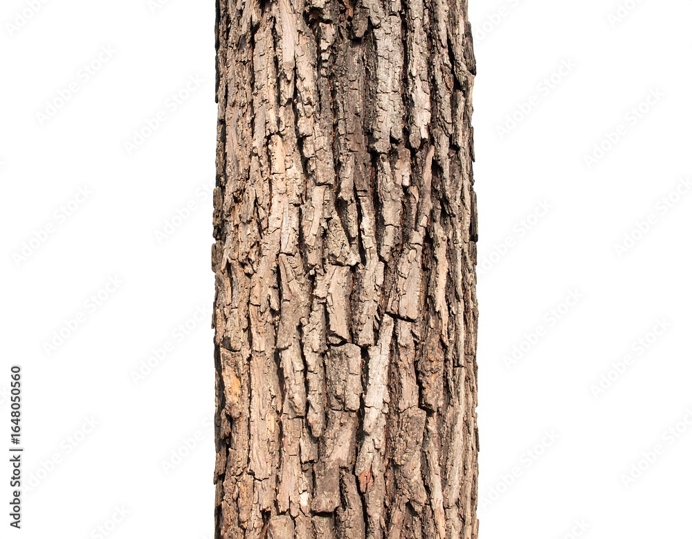 Fototapeta premium Close-up of tree bark