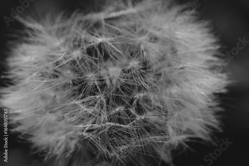 Delicate dandelion flower blowball closeup in black and white.