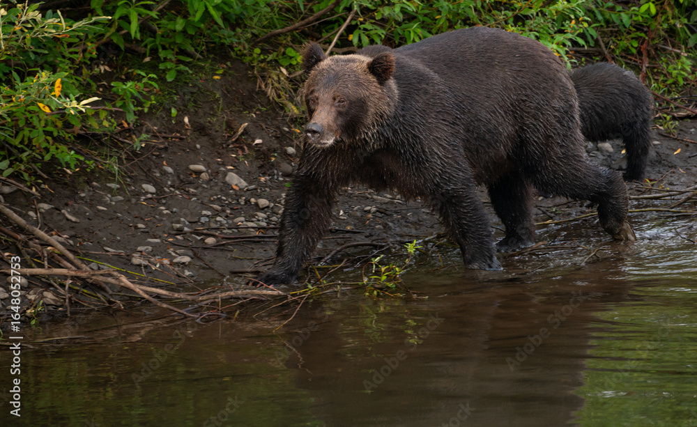Obraz premium Grizzly bear on the coast of British Columbia, Canada