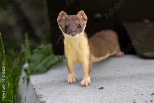 Long tailed weasel in the wild