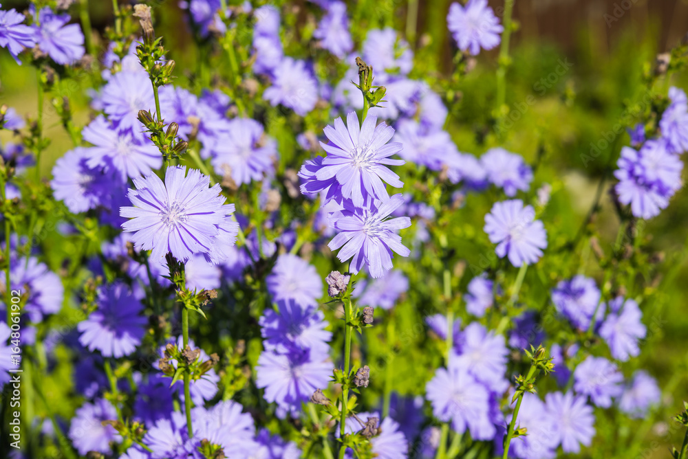 Naklejka premium Blooming Chicory Flowers (Cichorium intybus). Purple Blue Wildflowers in Summer Meadow. Medicinal Plant