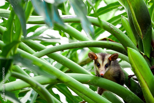 Photos A White-eared opossum among vegetation