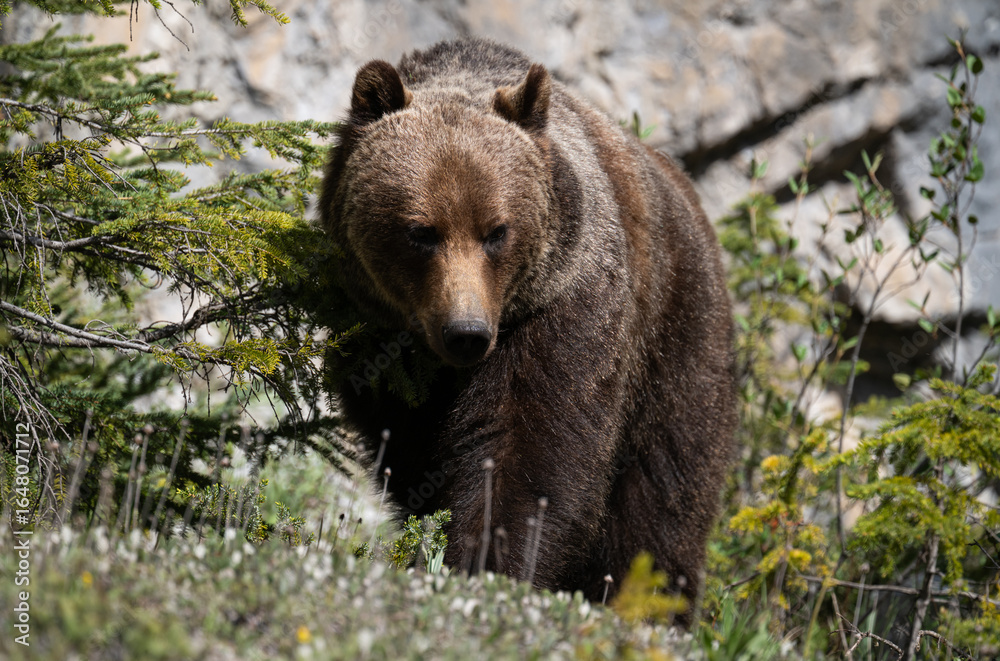 Obraz premium Grizzly bear in the Canadian Rocky Mountains
