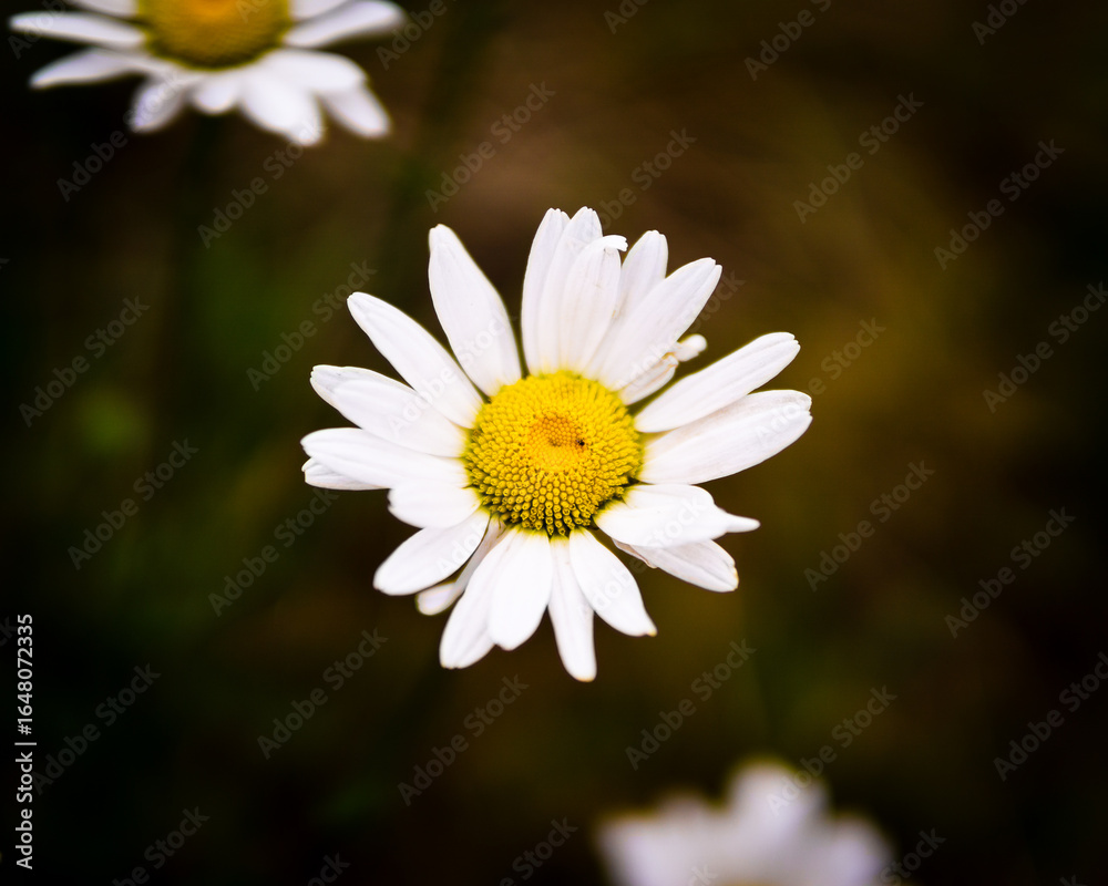 Obraz premium Flowers in a field.