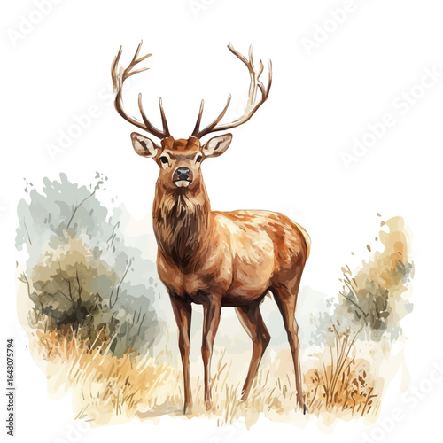 Red Deer, watercolor vector, isolated on a white background.
