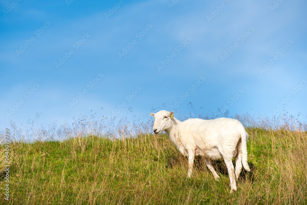 Fototapeta premium Flock of sheep eating meadow grass field in nature high mountain Milltir Cerrig View Point with clear blue sky, at Wales Great Britain, North of UK, United Kingdom