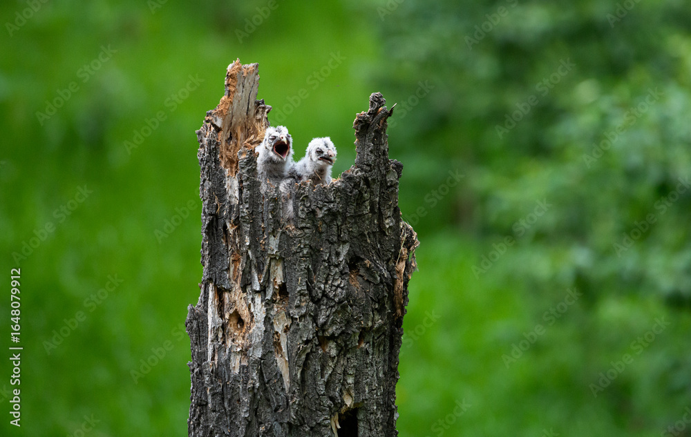 Obraz premium Great grey owl and its owlets in a nest