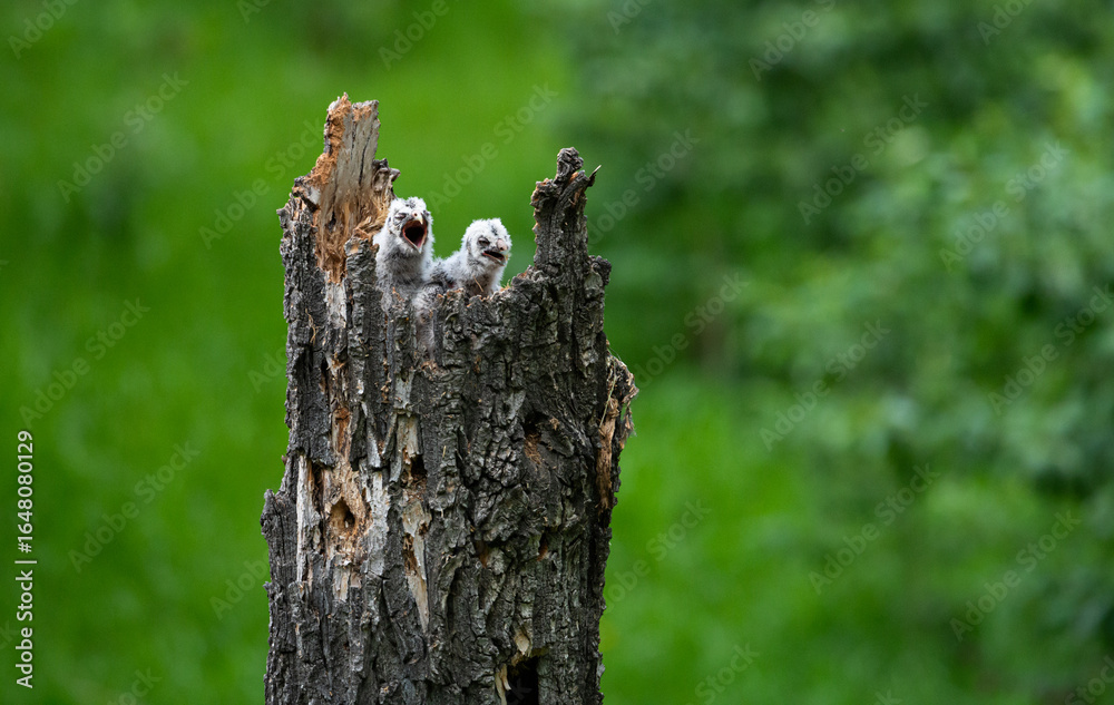 Obraz premium Great grey owl and its owlets in a nest