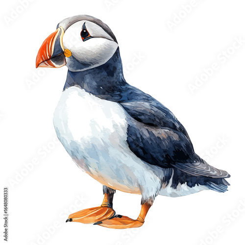 Puffin, watercolor vector, isolated on a white background.