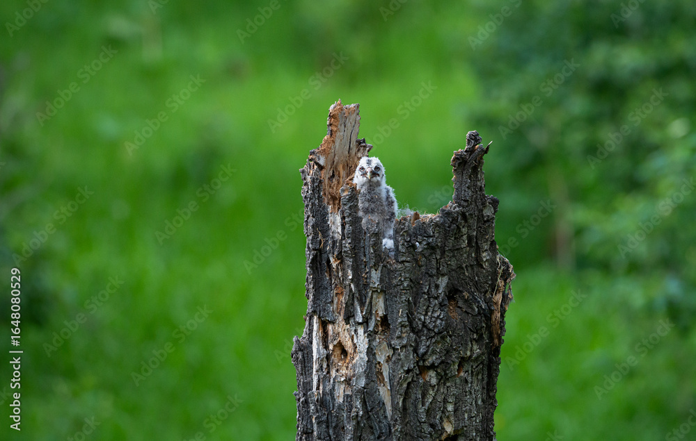 Obraz premium Great grey owl and its owlets in a nest