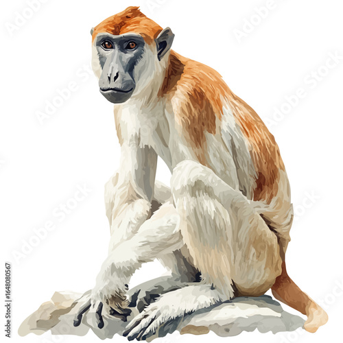 Proboscis Monkey, watercolor drawing vector, isolated on a white background.