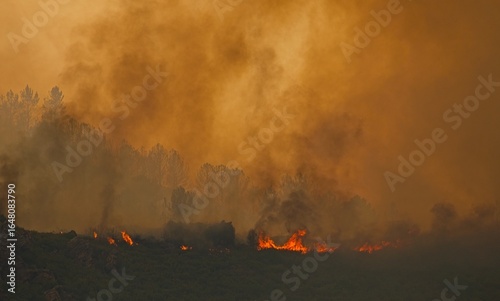 Fotografía Flames engulfing vegetation, creating a smoky haze over trees, highlighting the