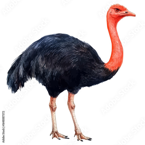 Ostrich, watercolor drawing vector, isolated on a white background.