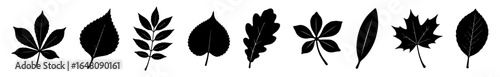 Set of various leaf silhouettes. Autumn and botanical concept.