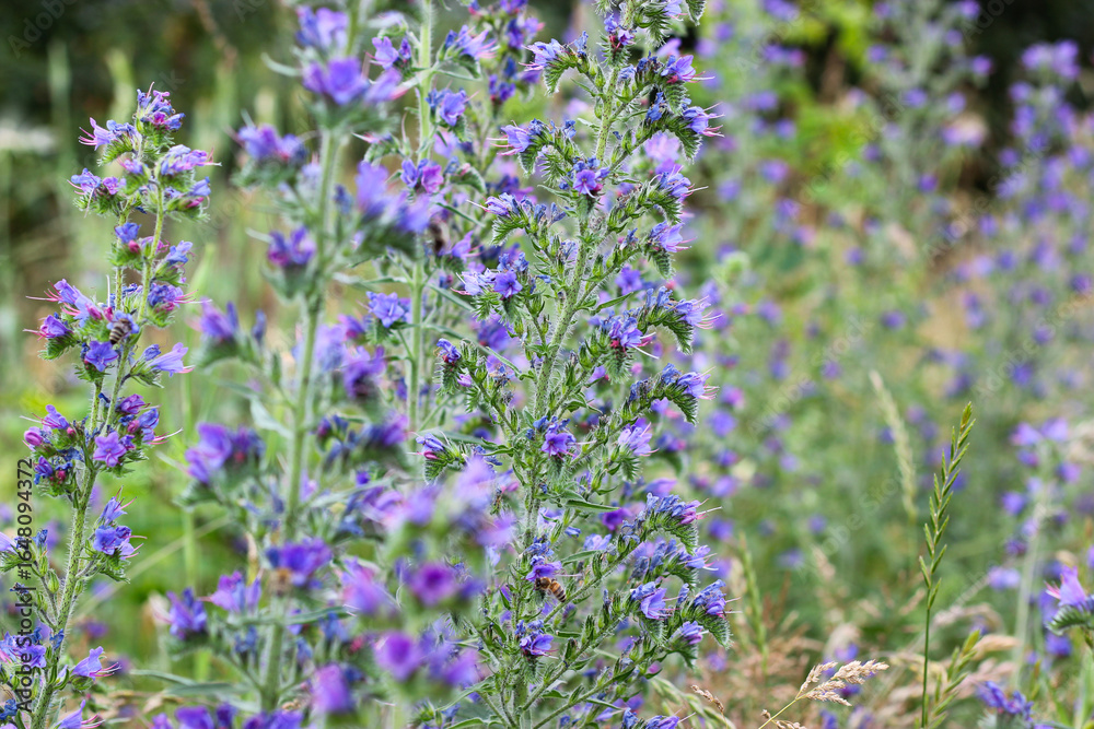 Obraz premium Blue flowers in the field. Blueweed flowering. Colorful natural flower meadows landscape. Flowering viper's bugloss, Echium vulgare. Echium euphorbia ordinaryum.