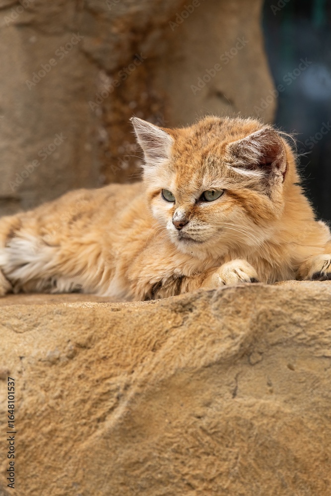 Obraz premium Portrait of a sand cat (felis margarita)