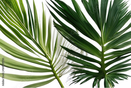 palm tree isolated on whitepalm tree isolated on white