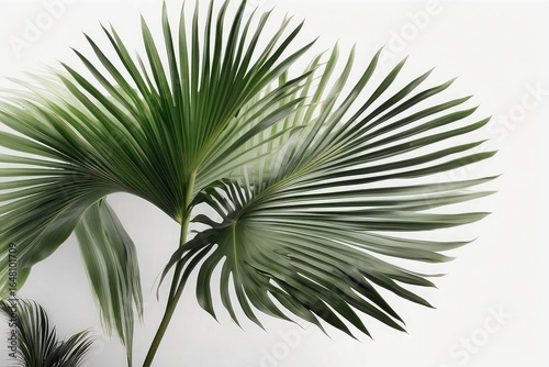 palm tree isolated on whitepalm tree isolated on white