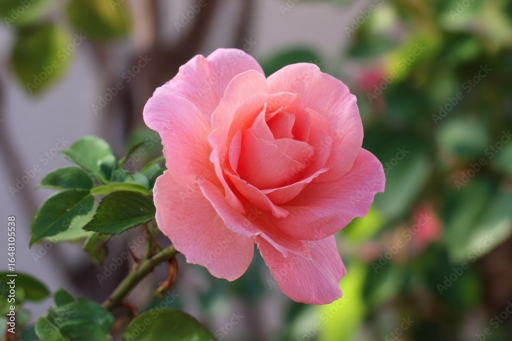 Florida garden with pink roses Florida garden with pink roses