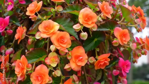 Vibrant cluster of orange and pink begonias