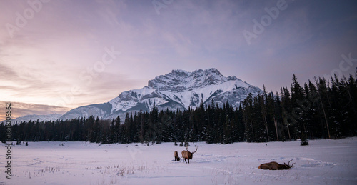 Bull elk in the early winter in the Canadian Rocky Mountains