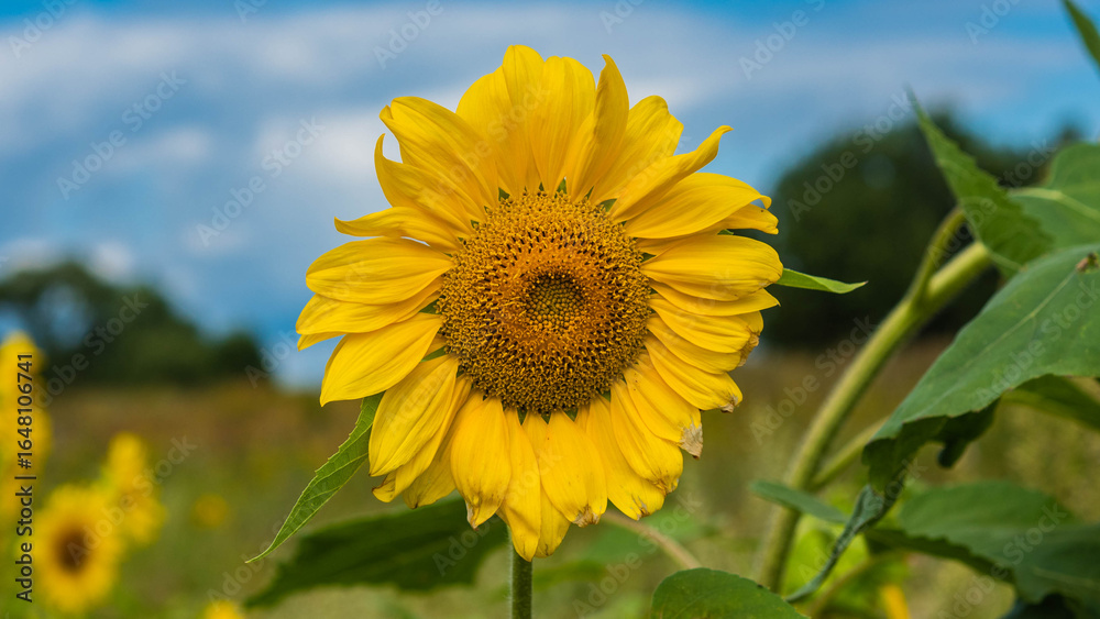 Fototapeta premium sunflowers skies and closeup look