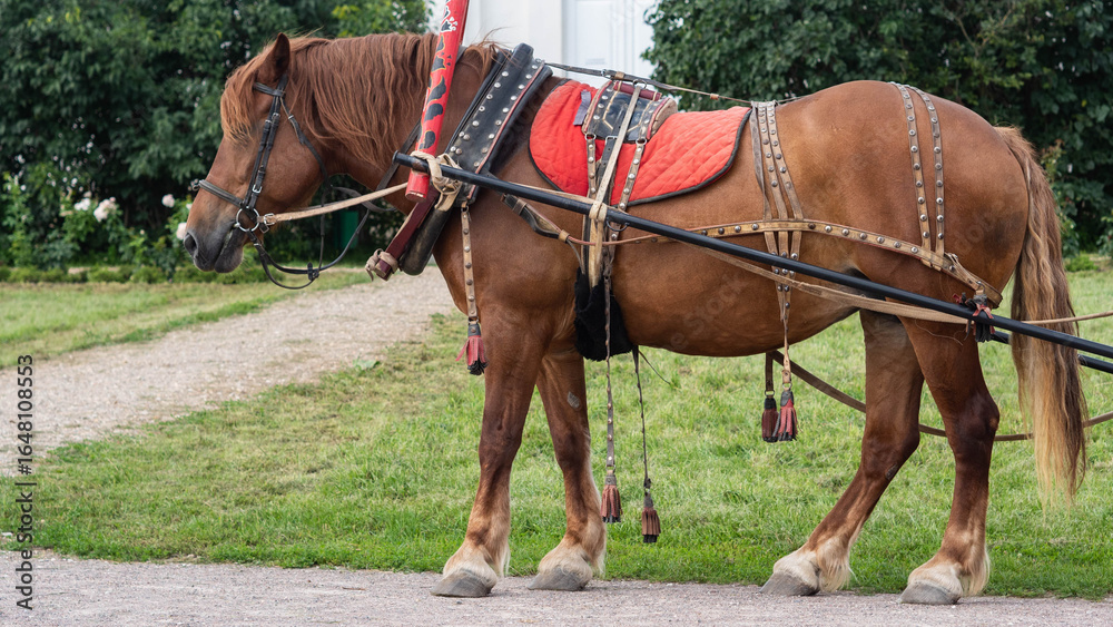 horse and riding. horse and riding.