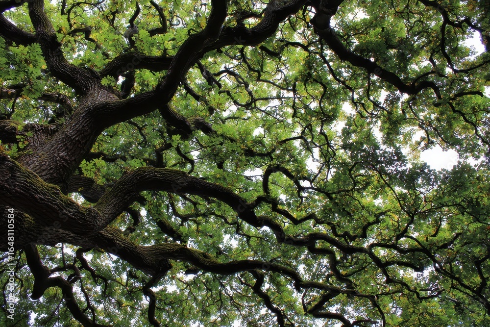 Obraz premium Oak tree branches collected from the ground