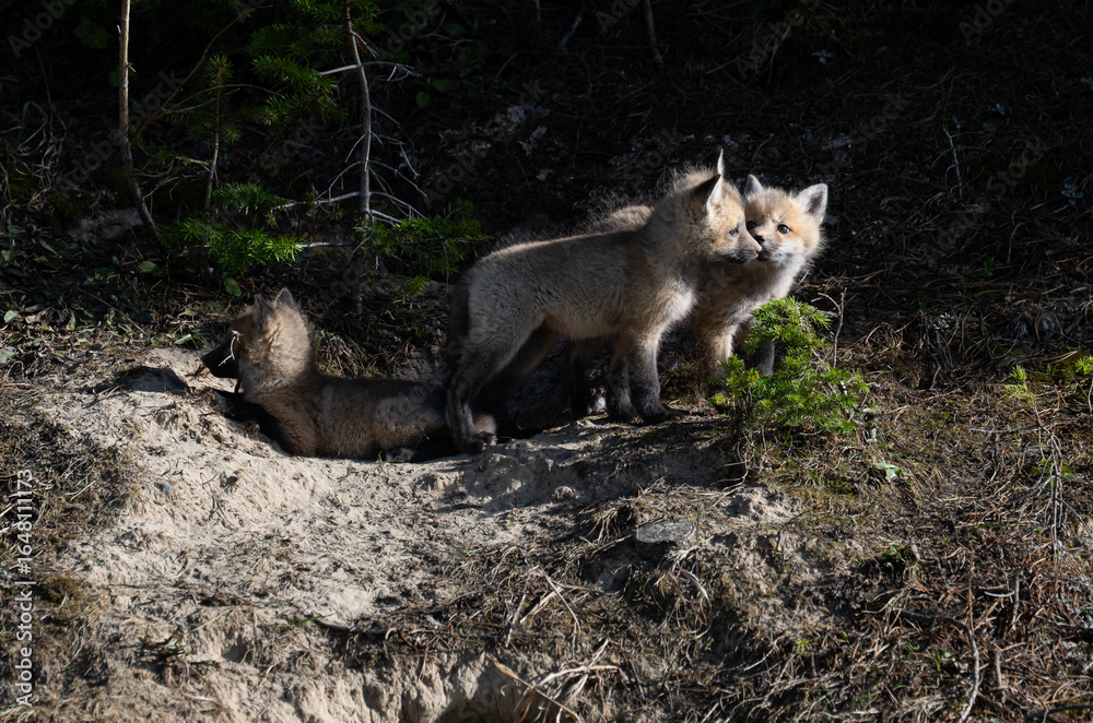 Obraz premium Red fox kits in the spring in Canada