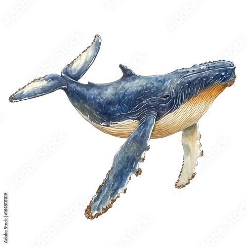 Humpback Whale, watercolor vector, isolated on a white background.