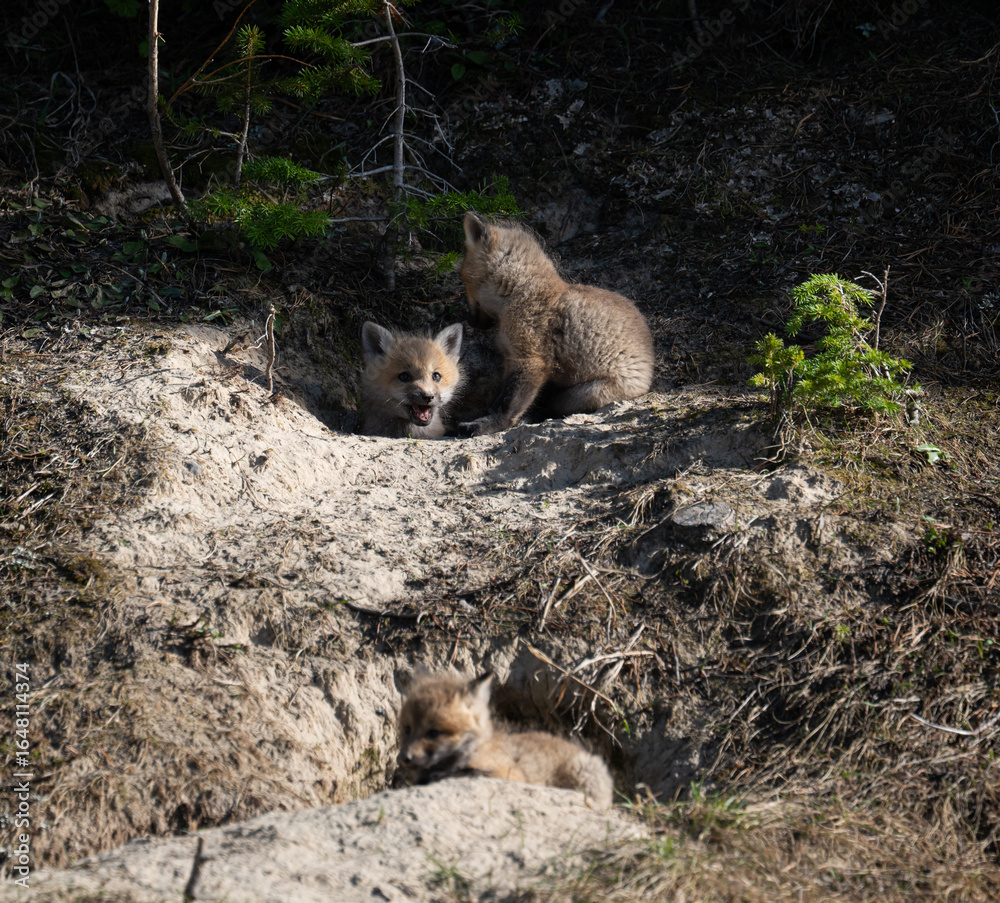 Fototapeta premium Red fox kits at their den in Canada